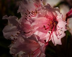 Rhododendron-2