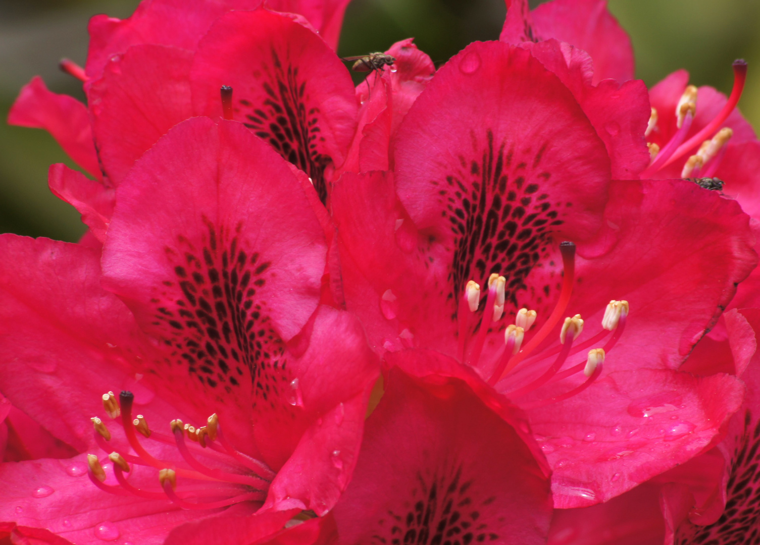 Rhododendron 2