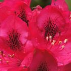 Rhododendron 2