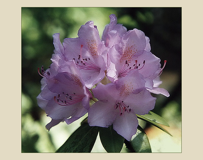 Rhododendron #2