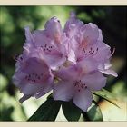 Rhododendron #2