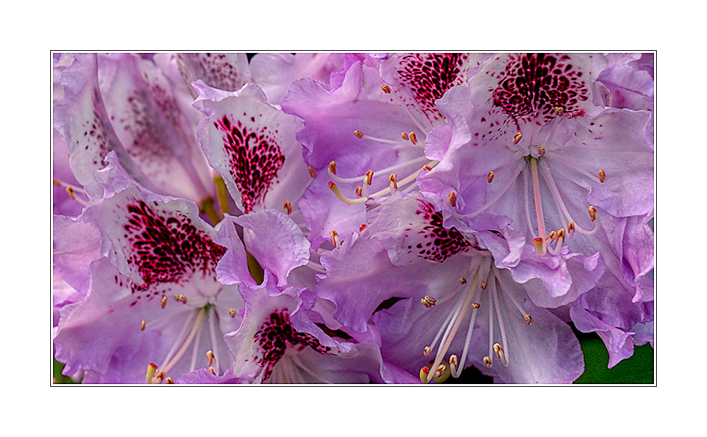 rhododendron ... (2)