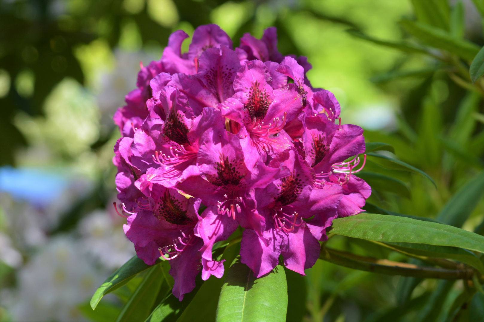 Rhododendron 2