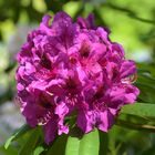 Rhododendron 2