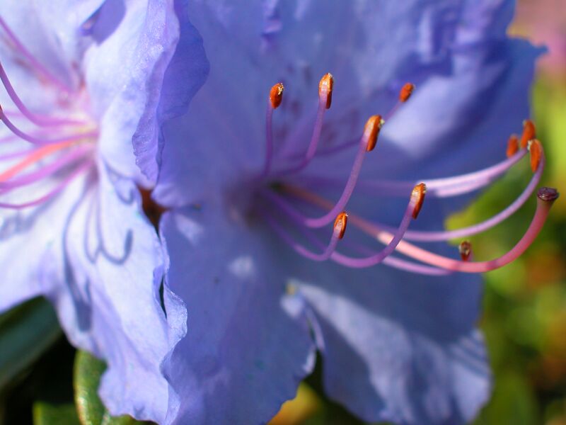 Rhododendron 2005