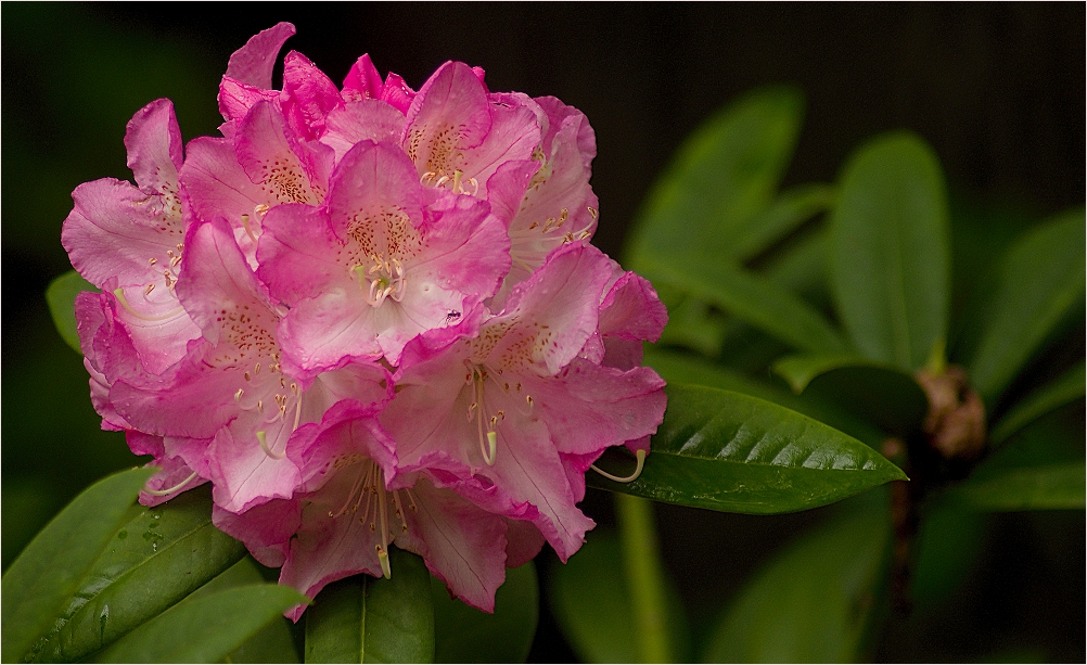 ~Rhododendron~