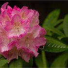 ~Rhododendron~