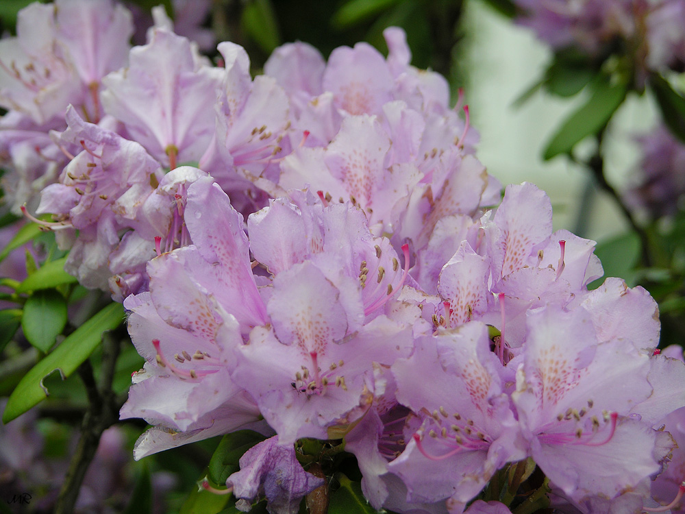 Rhododendron 2008