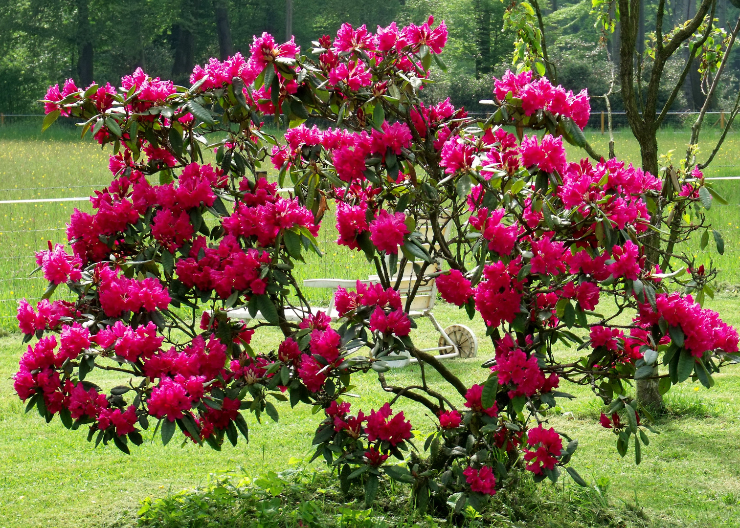 Rhododendron 2013