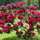 Rhododendron 2013