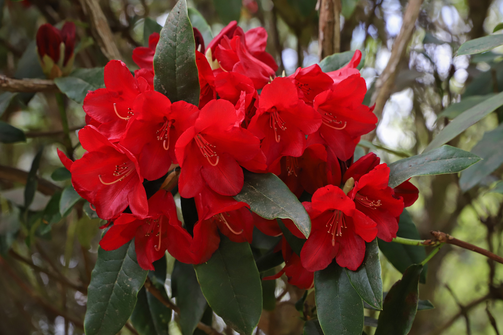Rhododendron (2019_04_30_EOS 6D Mark II_1573_ji)