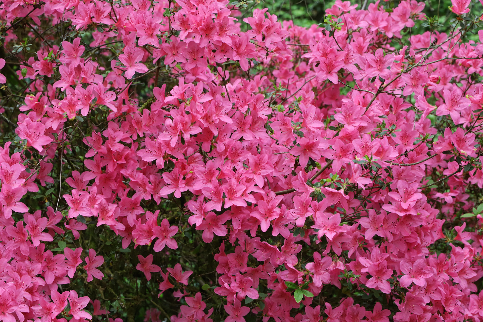 Rhododendron (2019_05_01_EOS 6D Mark II_1833_ji)