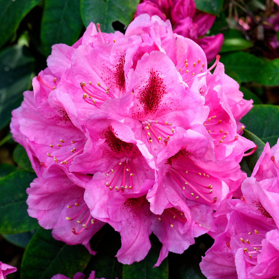 Rhododendron 2021/2