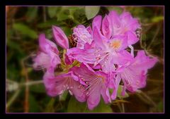 rhododendron