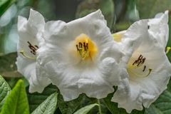 Rhododendron