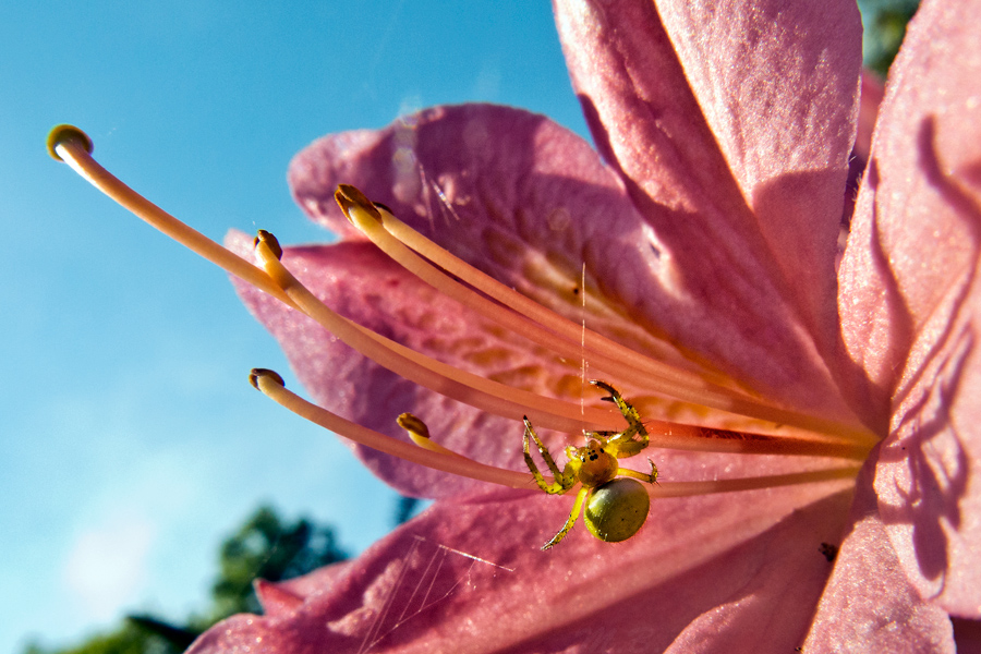 Rhododendron