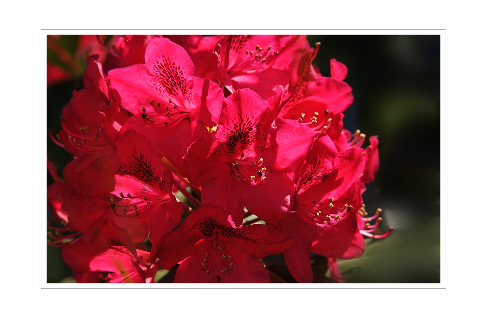 Rhododendron 