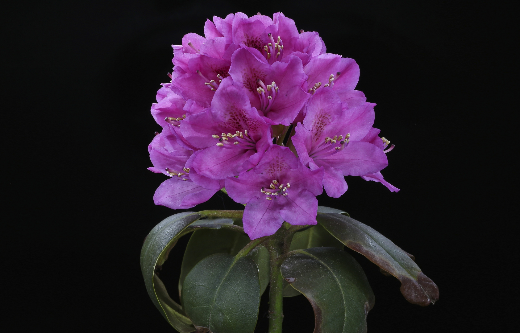 Rhododendron