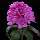 Rhododendron