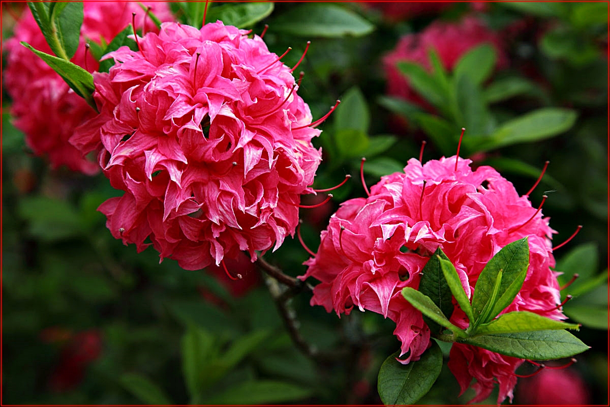 Rhododendron