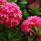 Rhododendron