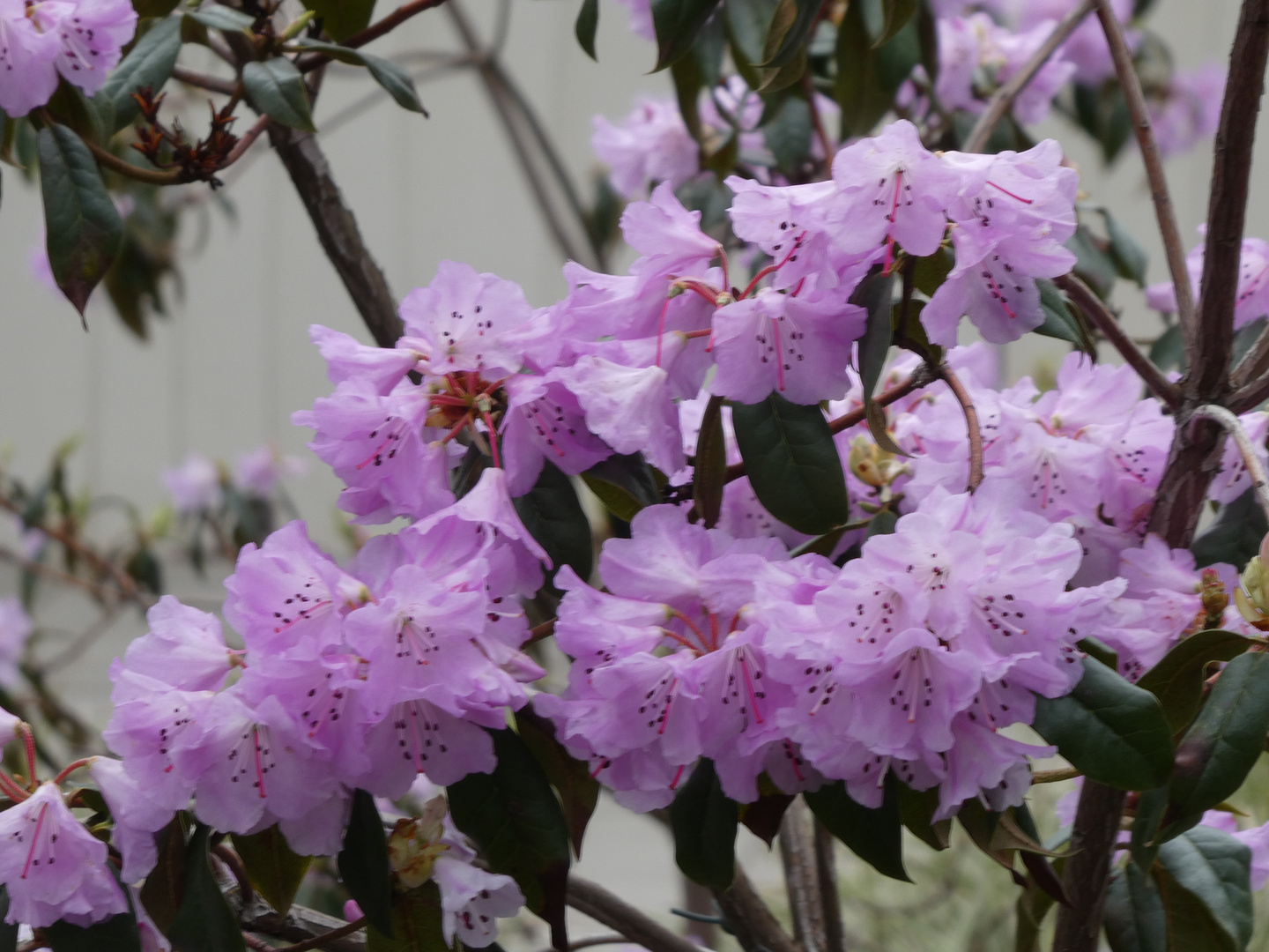 Rhododendron