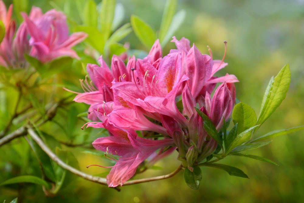 Rhododendron