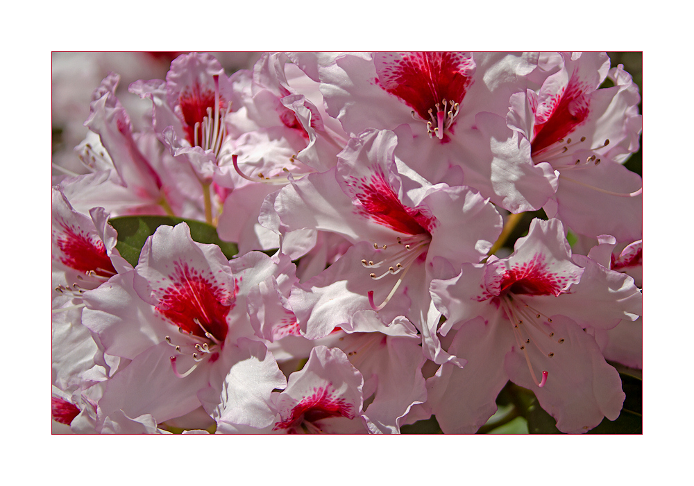 rhododendron ...