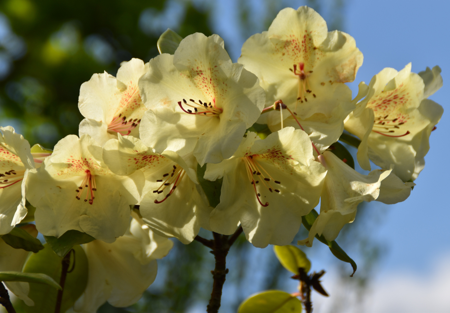 Rhododendron