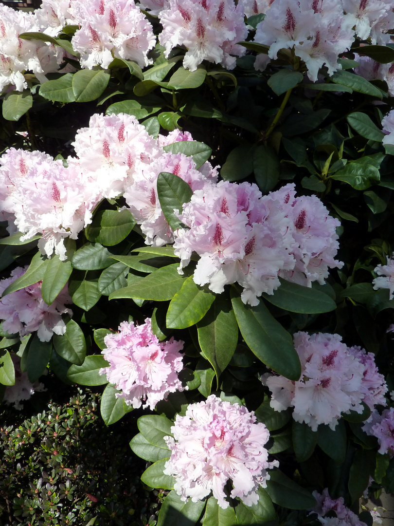 Rhododendron - 25-04-2013