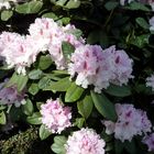 Rhododendron - 25-04-2013