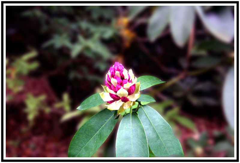 Rhododendron