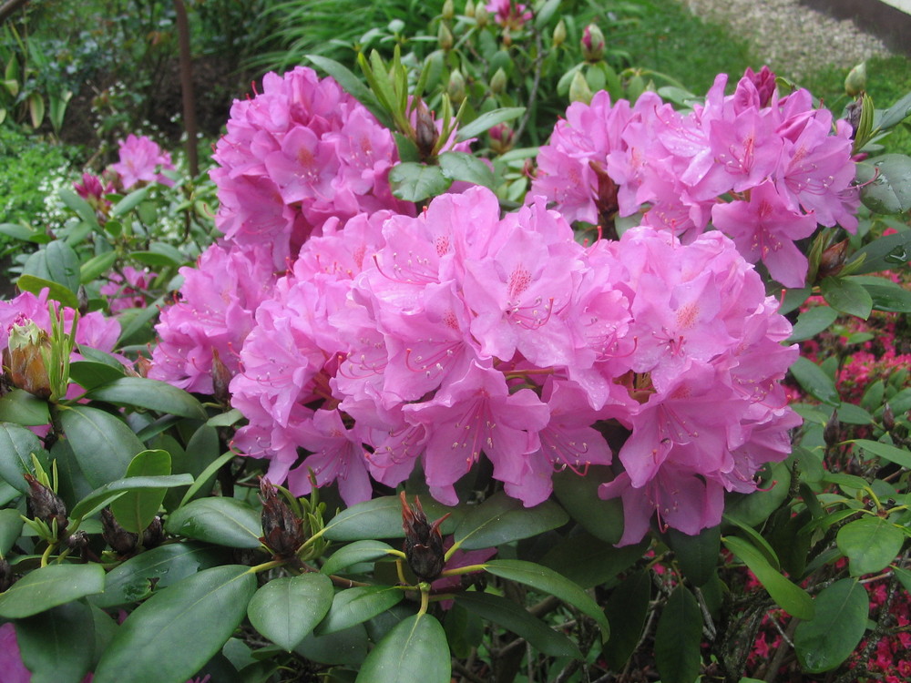 Rhododendron