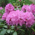 Rhododendron