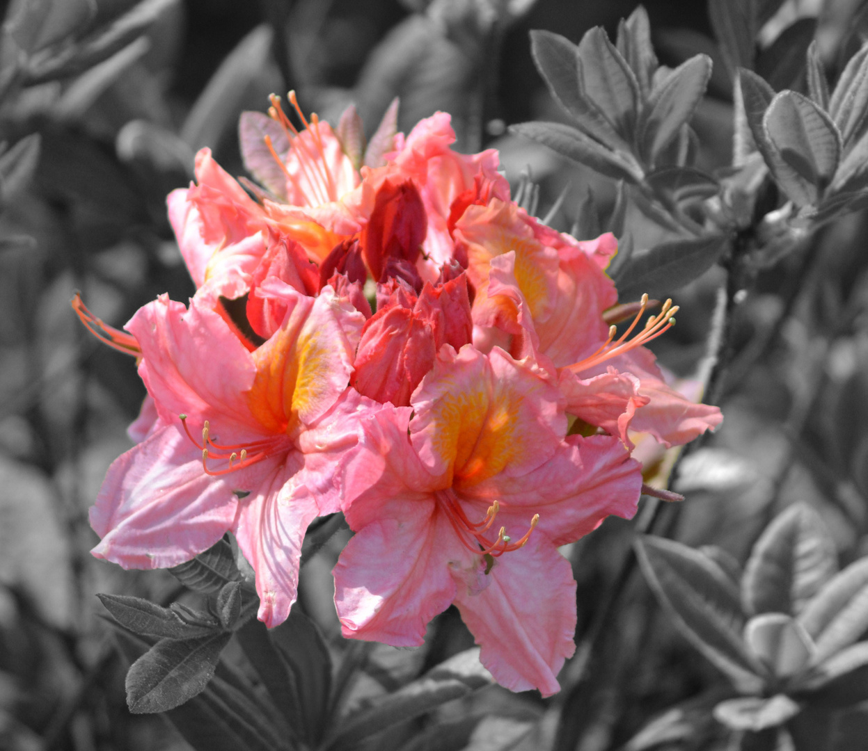 Rhododendron