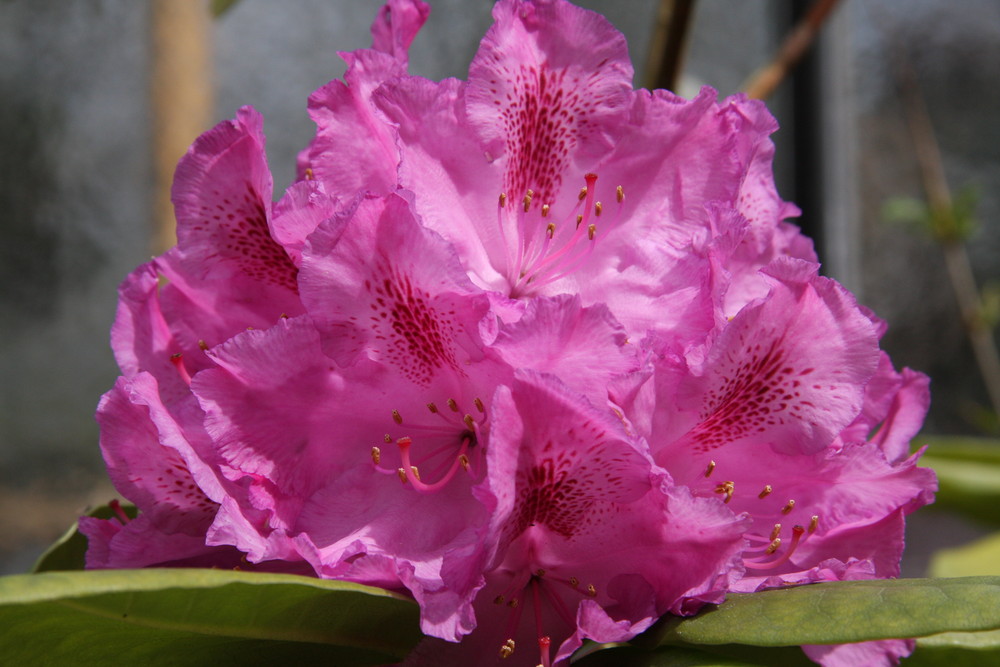 Rhododendron