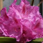 Rhododendron