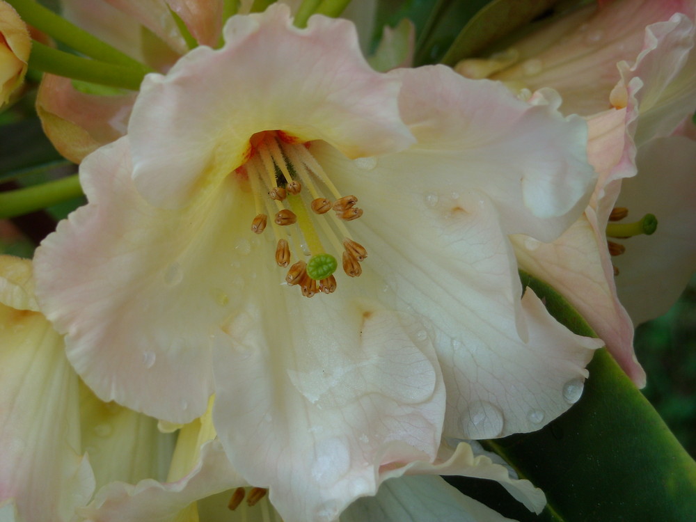 Rhododendron