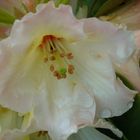 Rhododendron