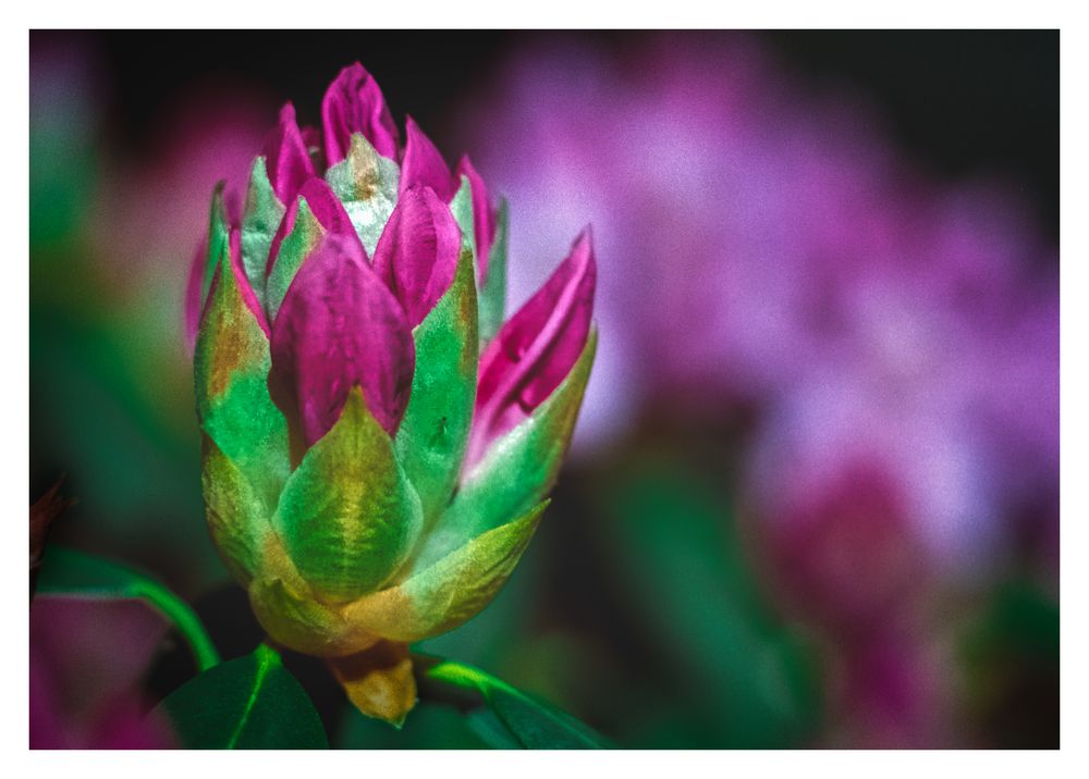 38+ Rhododendron Pflanzen Jahreszeit, Sie können ihren rhododendron