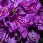 Rhododendron