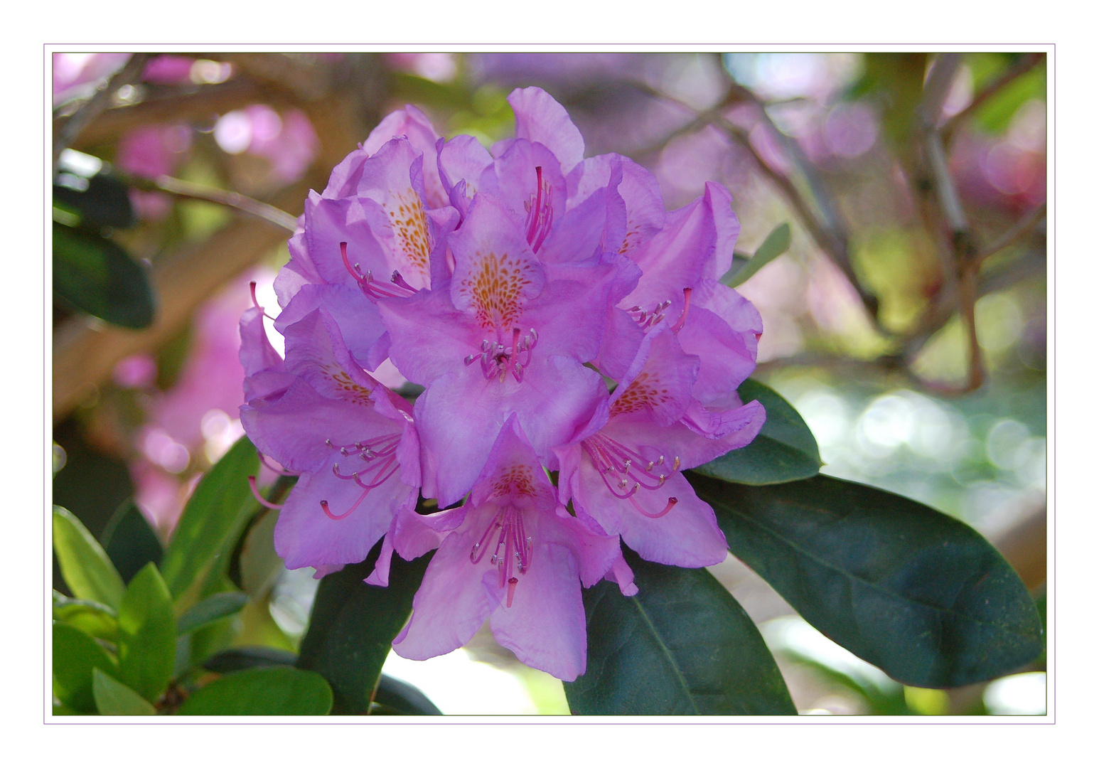 Rhododendron