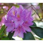 Rhododendron