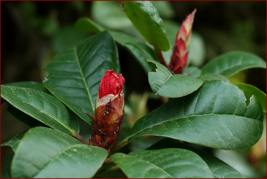 Rhododendron