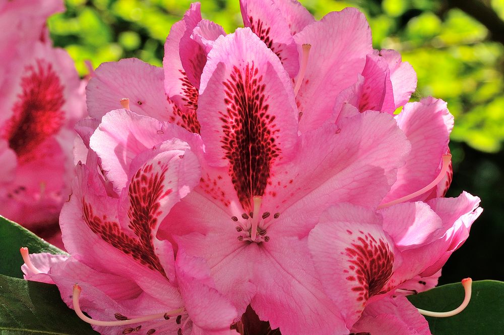 Rhododendron