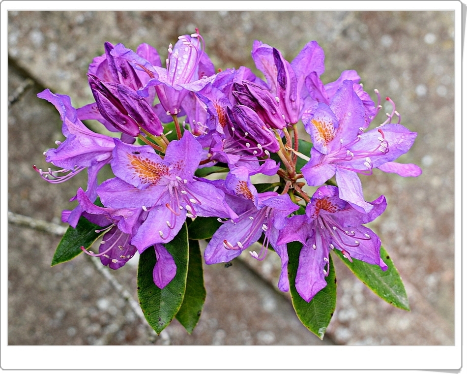 rhododendron