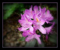 rhododendron