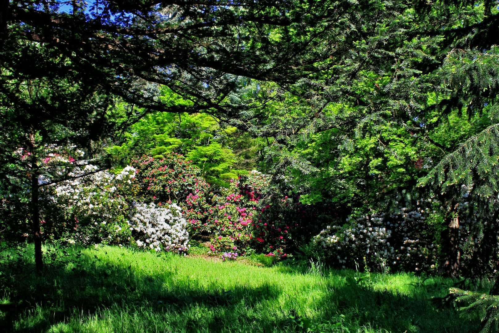 rhododendron