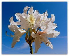 rhododendron