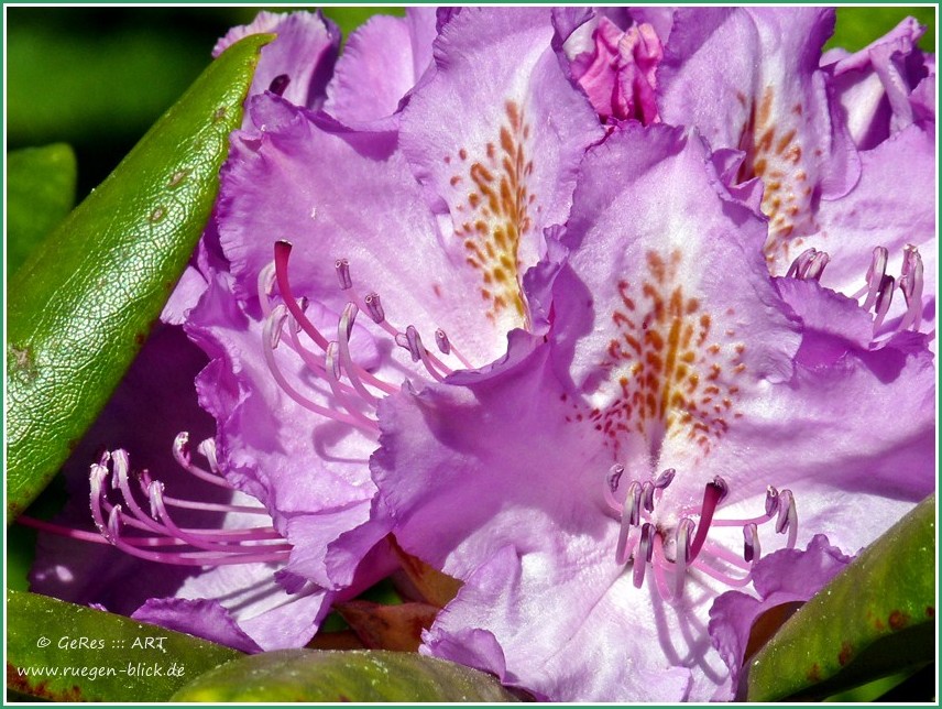 Rhododendron